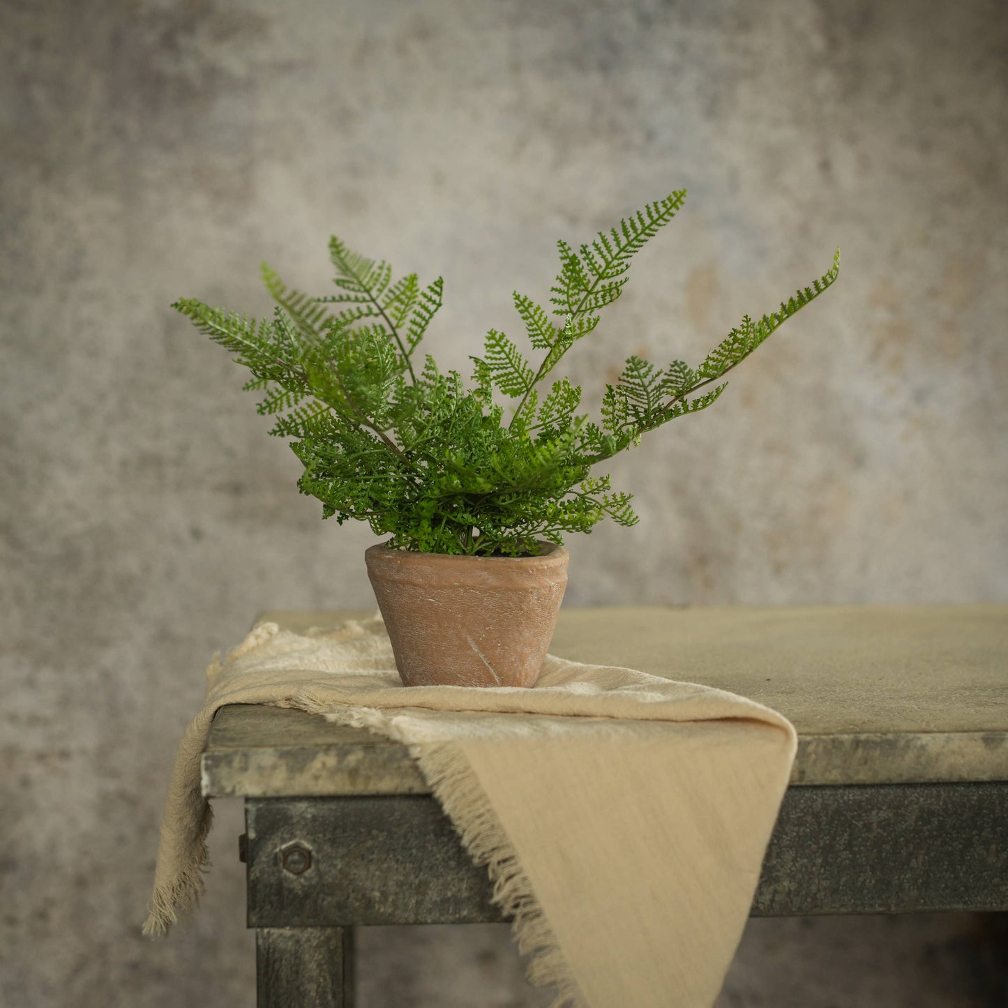 8" Potted Lace Fern