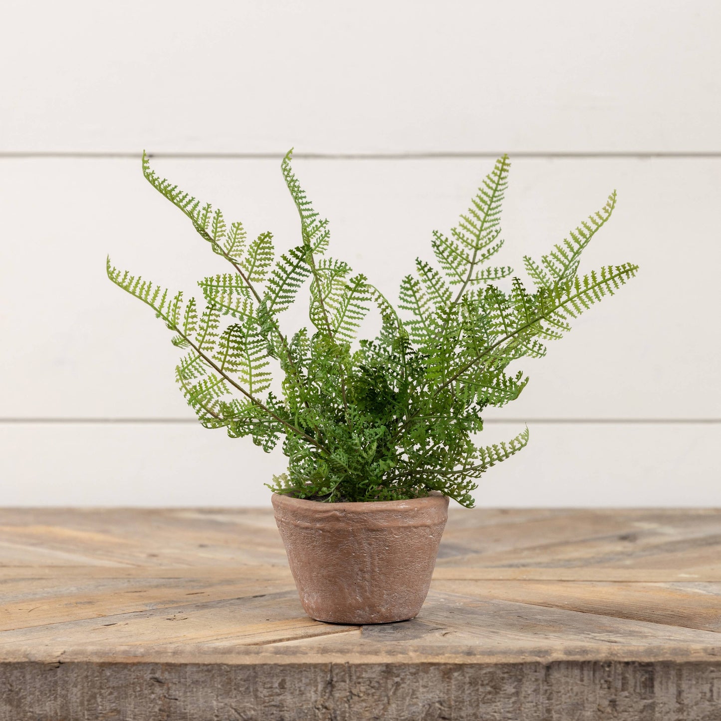 8" Potted Lace Fern