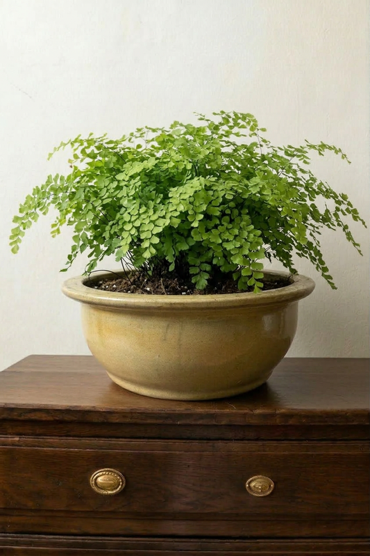 Large Stoneware Round Planter